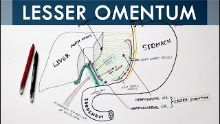 Lesser Omentum  Attachment Ligaments amp Contents  Anatomy Tutorial [upl. by Nil]