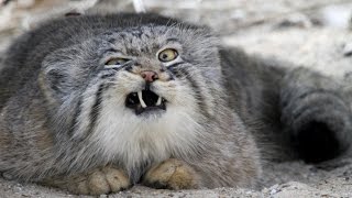 Pallas cat  Otocolobus Manul gets Angry [upl. by Stanly167]