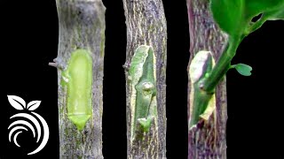 Grafting Citrus Trees  Bud Grafting Successfully [upl. by Ennayllek]