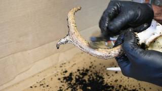 How To Restore Old Deer Antlers [upl. by Zebe]