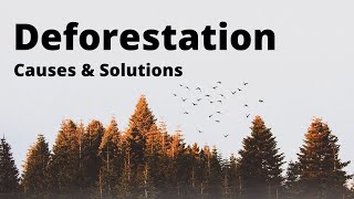 Deforestation Causes and Solutions [upl. by Burger]