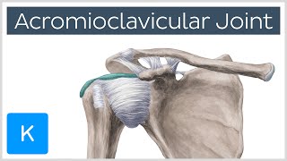 Acromioclavicular Joint  Location amp Function  Human Anatomy  Kenhub [upl. by Graehme]