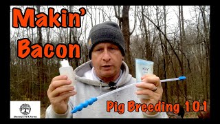 How to Successfully Breed Pastured Pigs [upl. by Stalder]