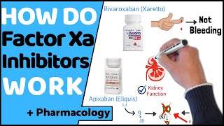 How do Factor Xa Inhibitors Work DOACs [upl. by Prady638]