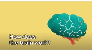 How does the brain work [upl. by Oba]