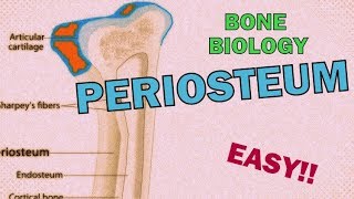 What is the PERIOSTEUM RAPID REVIEW  BONE BIOLOGYOSTEOLOGY [upl. by Bean50]