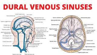 Dural Venous Sinuses [upl. by Ellennahc]