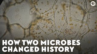 How Two Microbes Changed History [upl. by Argus]