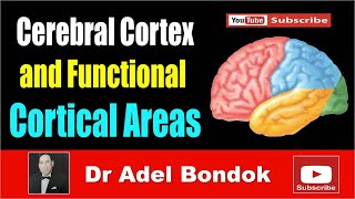 Cerebral Cortex and Functional Areas Dr Adel Bondok [upl. by Rhu]