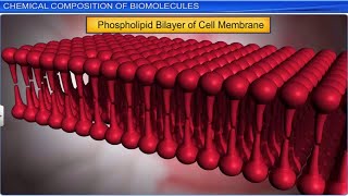 CBSE Class 11 Biology  Biomolecules Part 1  Full Chapter  By Shiksha House [upl. by Dietsche]