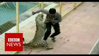 Leopard on the loose injures six while prowling around school in India  BBC News [upl. by Carrelli]