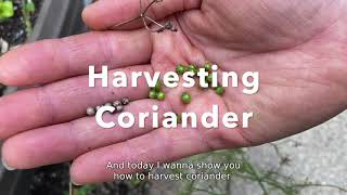 How to Harvest Coriander [upl. by Akieluz]