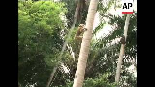 Monkeys trained to pick coconuts [upl. by Yi]