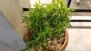 Aralia Plant Care Hindi  How To Grow and Care Aralia Plant in Pots  Golden Aralia [upl. by Roswald]