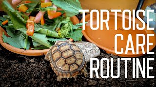 Tortoise Daily Care Routine  Feeding Time [upl. by Rolyks809]