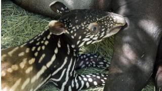 Tapir mom and baby cuteness [upl. by Laira]