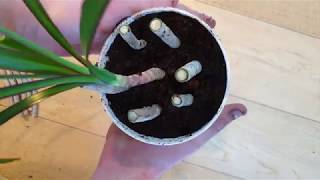 Growing Dracaena Cuttings [upl. by Markus]