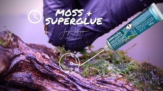 How to attach MOSS with SUPERGLUE  rare Takashi Amano moss trick [upl. by Dedric]