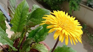 How to collect good viable Gerbera Daisy seeds [upl. by Brewer710]