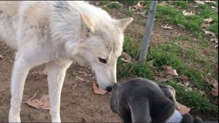 Giant Wolfdogs Explore a Dog Park [upl. by Fiester]