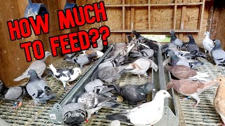 Feeding Pigeons How Much And How Often [upl. by Russom]