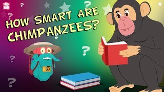 How Smart Are Chimpanzees  The Dr Binocs Show  Best Learning Videos For Kids  Peekaboo Kidz [upl. by Anikes]