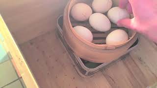 Comment faire éclore des oeufs dans une couveuse DIY [upl. by Annaet701]