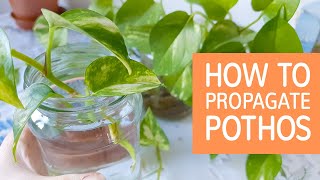 How To Propagate Pothos  Propagating Devil’s Ivy [upl. by Lunseth]