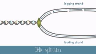 DNA Replication [upl. by Sperling]