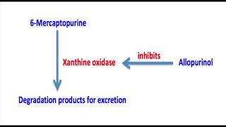 6 Mercaptopurine Mechanism [upl. by Leong]