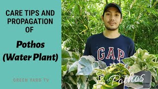 PROPAGATING AND TAKING CARE OF POTHOS WATER PLANT [upl. by Otxilac64]