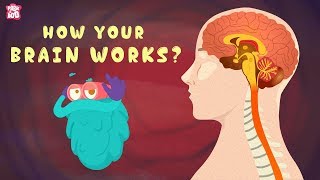 How Your Brain Works  The Dr Binocs Show  Best Learning Videos For Kids  Peekaboo Kidz [upl. by Terbecki]