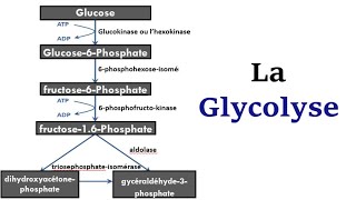 La Glycolyse [upl. by Legyn281]