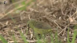 Orangecrowned Warbler feeding on the ground [upl. by Aydin]