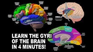 GYRI OF THE BRAIN  LEARN IN 4 MINUTES [upl. by Audri]