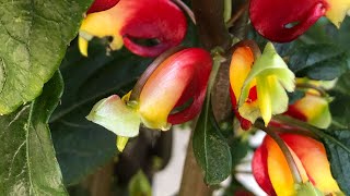 Impatiens niamniamensis  How to Grow The Parrot Plant or Congo Cockatoo [upl. by Tnahsarp485]