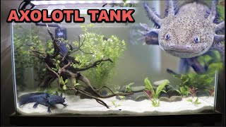 AXOLOTL TANK Planted Aquascape Axolotl Care Guide [upl. by Ennaxor]