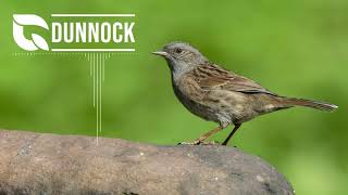 Dunnock Song [upl. by Laith]