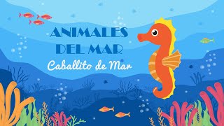 Caballito de Mar  Animales del Mar [upl. by Nosrej286]