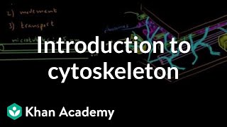 Introduction to cytoskeleton  Cells  MCAT  Khan Academy [upl. by Nnahtur191]