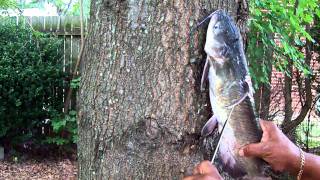 How To Clean A Cat Fish The Easy Way [upl. by Nehttam]