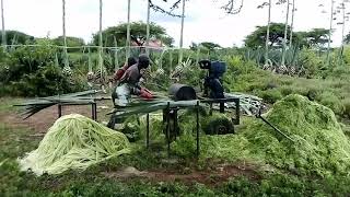 Sisal fibre production [upl. by Glynis]