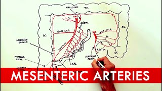 Anatomy tutorial  The Mesenteric Arteries [upl. by Lorilee]