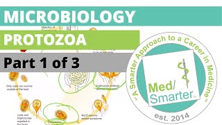 Protozoa  Microbiology  USMLE STEP 1  Part 1 of 3 [upl. by Aicekat]