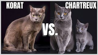 Korat Cat VS Chartreux Cat [upl. by Eecyaj]