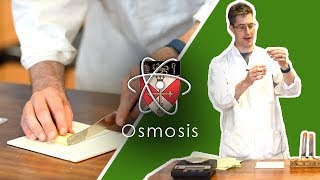 Osmosis  GCSE Science Required Practical [upl. by Nosiaj]