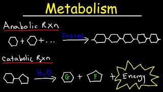 Metabolism Anabolism amp Catabolism  Anabolic vs Catabolic Reactions [upl. by Isej]