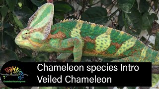 Veiled Chameleon Short Introduction [upl. by Nrek]