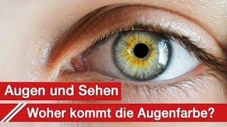 Augen Sehen und der Augenarzt Woher kommt denn deine Augenfarbe [upl. by Mouldon]