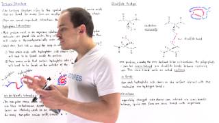 Tertiary Structure of Proteins [upl. by Hersh]